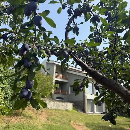 Kohinoor Legacy Tirana